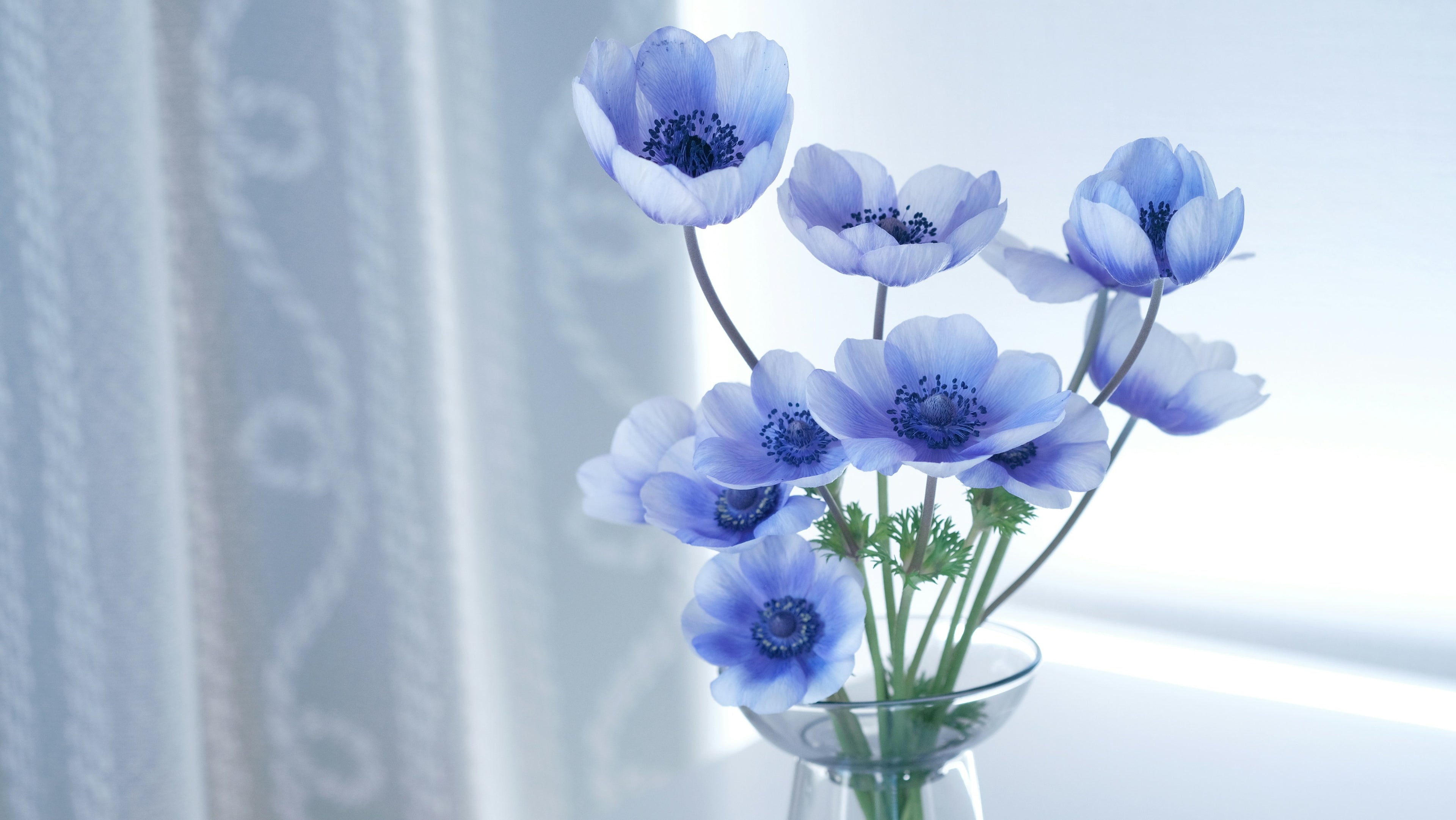 Blue Flowers