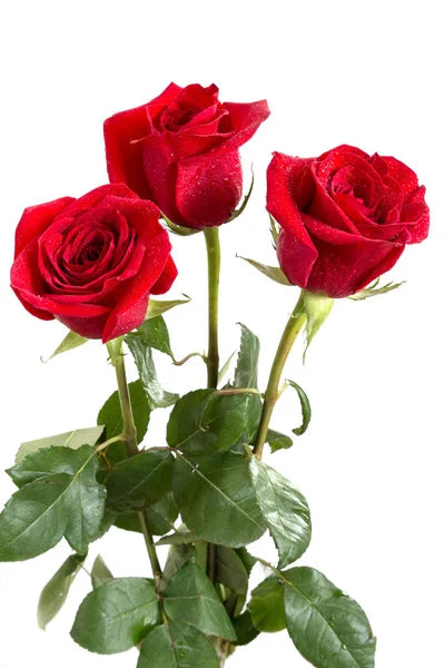 Additional Roses – VASEFUL FLOWERS & GIFTS, Princeton NJ