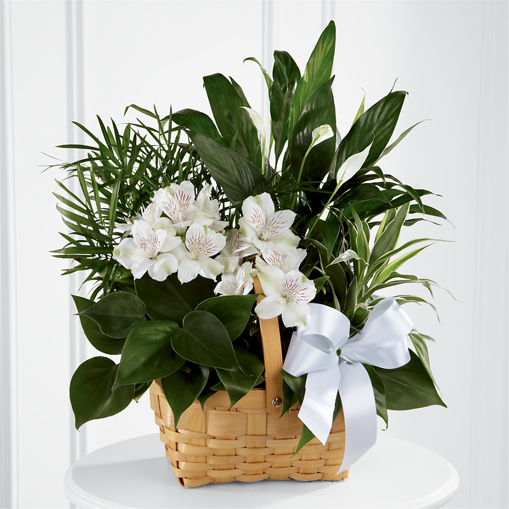 Peace & Serenity Dishgarden – VASEFUL FLOWERS & GIFTS, Princeton NJ