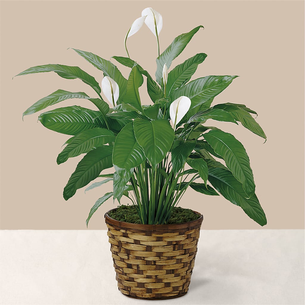 Tranquil Moments Peace Lily Plant – VASEFUL FLOWERS & GIFTS, Princeton NJ