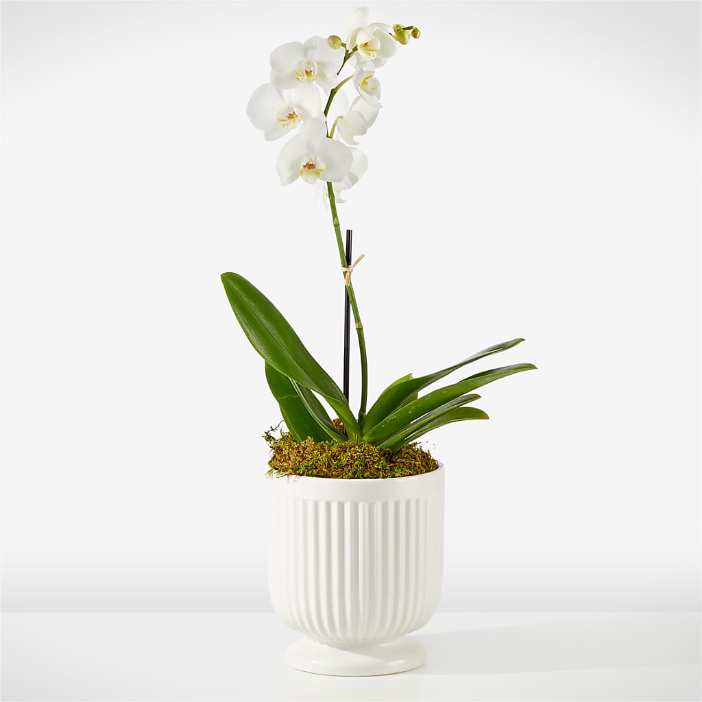 Whispering White Orchid – VASEFUL FLOWERS & GIFTS, Princeton NJ