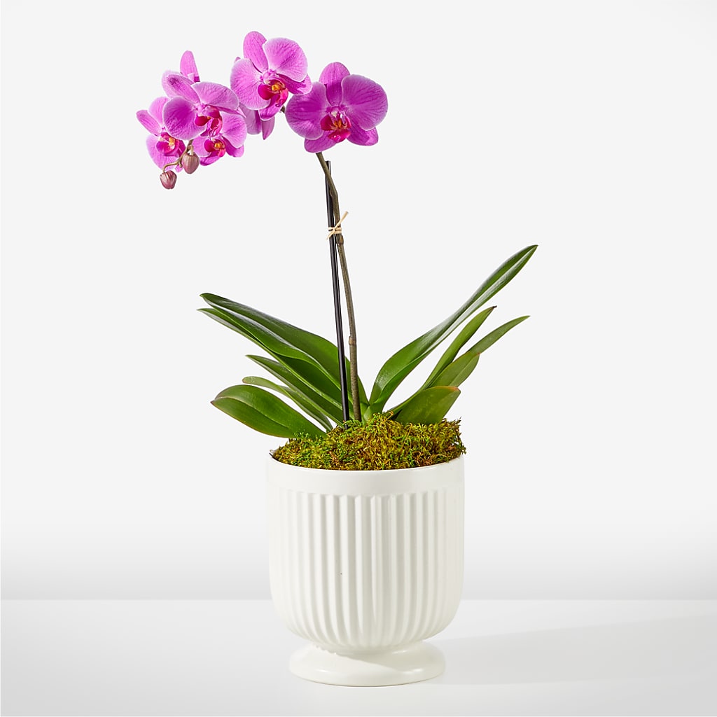 Friendly Fuchsia Orchid – VASEFUL FLOWERS & GIFTS, Princeton NJ
