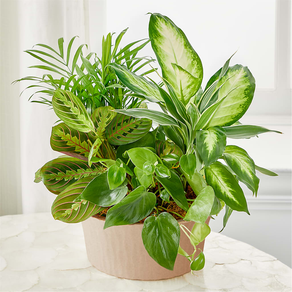 Balance & Harmony Dishgarden – VASEFUL FLOWERS & GIFTS, Princeton NJ