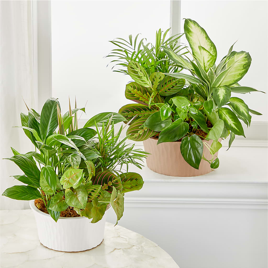 Balance & Harmony Dishgarden – VASEFUL FLOWERS & GIFTS, Princeton NJ