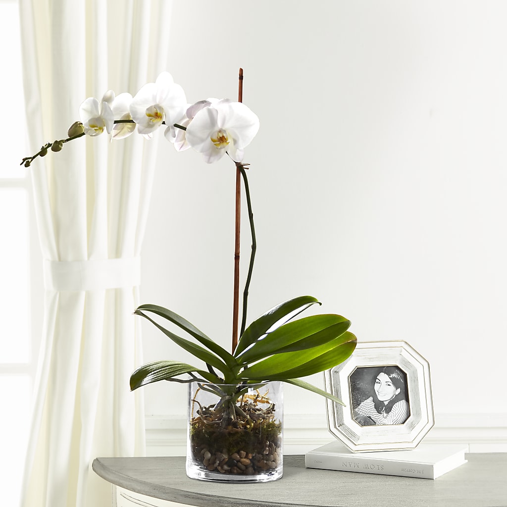 White Orchid Planter – VASEFUL FLOWERS & GIFTS, Princeton NJ