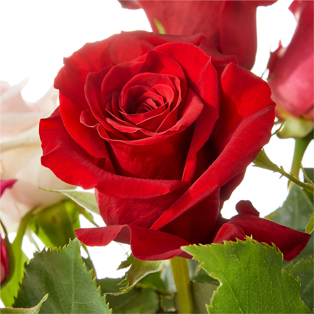 Love Notes Rose Bouquet – VASEFUL FLOWERS & GIFTS, Princeton NJ
