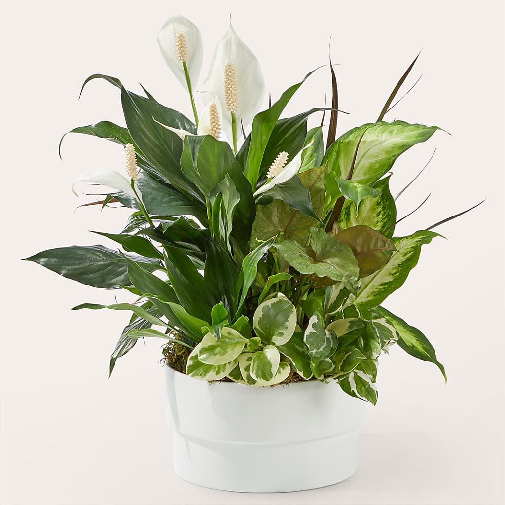 Radiating Positivity Dishgarden – VASEFUL FLOWERS & GIFTS, Princeton NJ