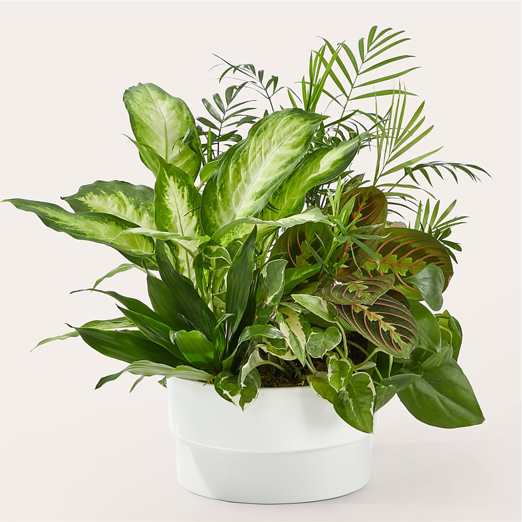 Radiating Positivity Dishgarden – VASEFUL FLOWERS & GIFTS, Princeton NJ
