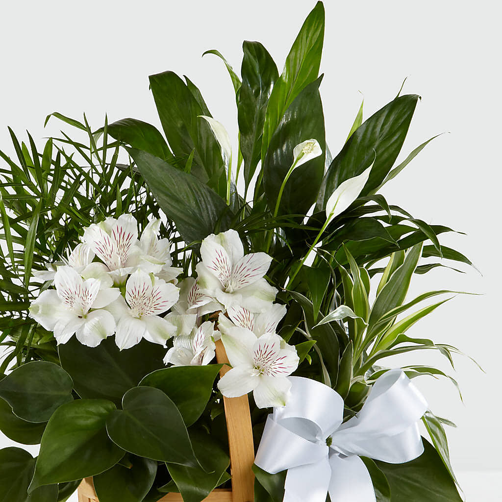 Peace & Serenity Dishgarden – VASEFUL FLOWERS & GIFTS, Princeton NJ