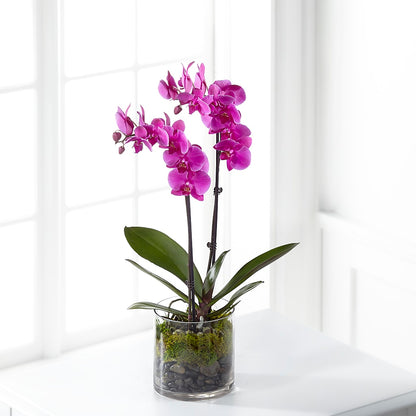 Pink Orchid Plant – VASEFUL FLOWERS & GIFTS, Princeton NJ
