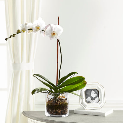 White Orchid Planter – VASEFUL FLOWERS & GIFTS, Princeton NJ