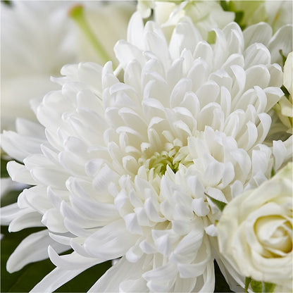 Classic Ivory – A Florist Original – VASEFUL FLOWERS & GIFTS, Princeton NJ