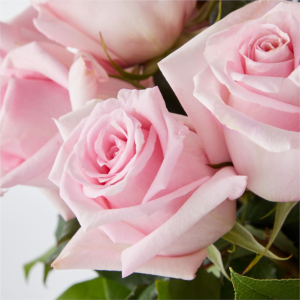 Picture Perfect Pink Rose Bouquet – VASEFUL FLOWERS & GIFTS, Princeton NJ